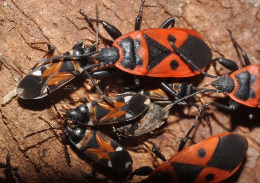 Lygaeidae: Platyplax salviae della Campoania (NA)