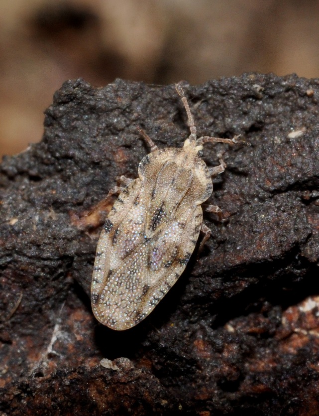 Tingidae : Tingis cardui della Campania (NA)