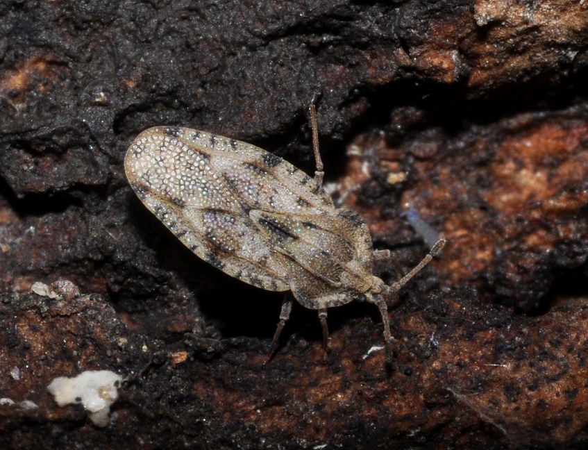 Tingidae : Tingis cardui della Campania (NA)