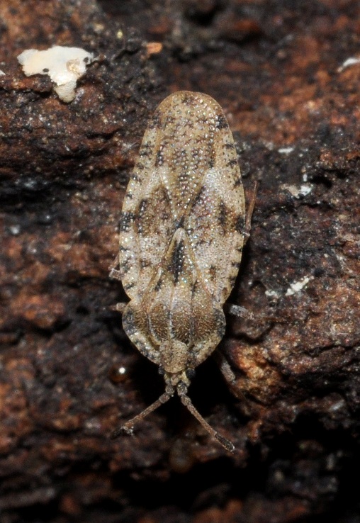 Tingidae : Tingis cardui della Campania (NA)