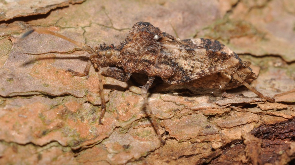 Coreidae: Centrocoris  variegatus della Campania (NA)