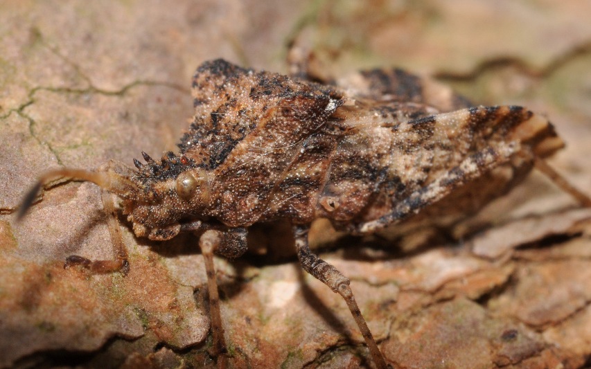 Coreidae: Centrocoris  variegatus della Campania (NA)