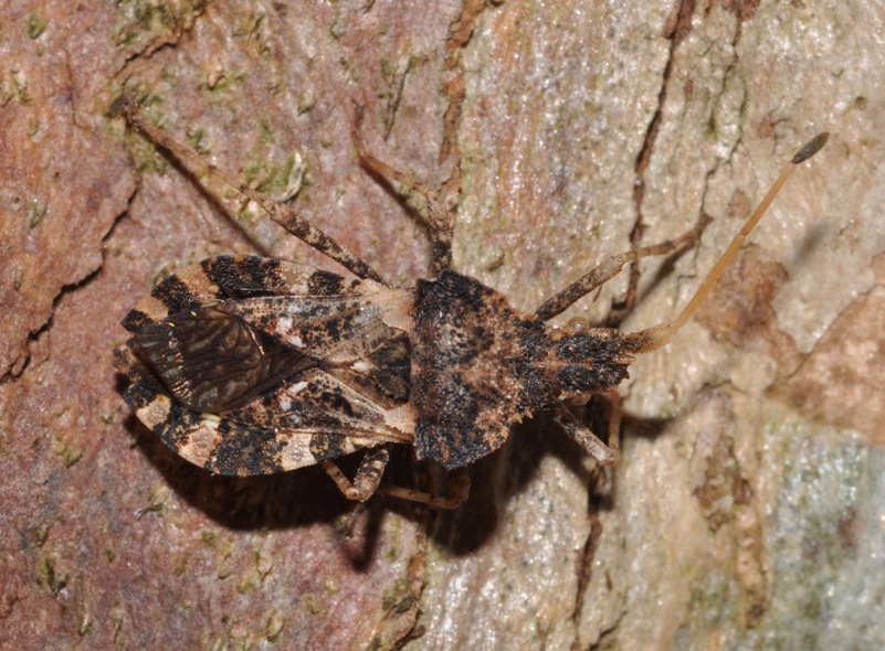 Coreidae: Centrocoris  variegatus della Campania (NA)