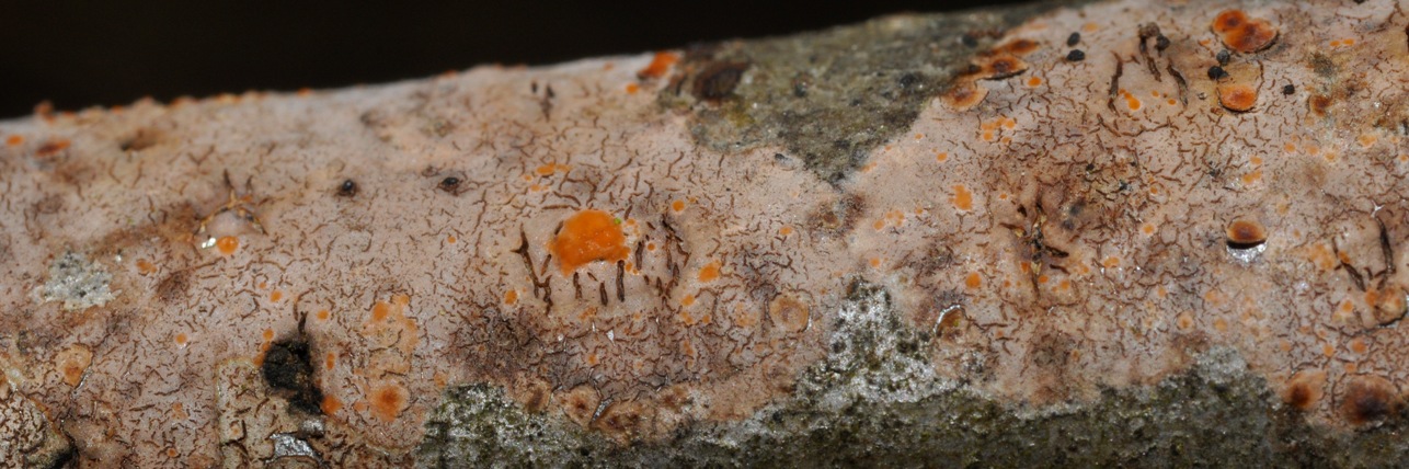 crosta su legno morto: fungo o lichene?