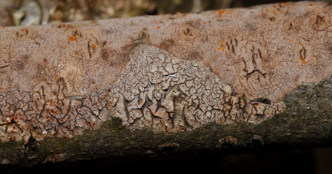 crosta su legno morto: fungo o lichene?