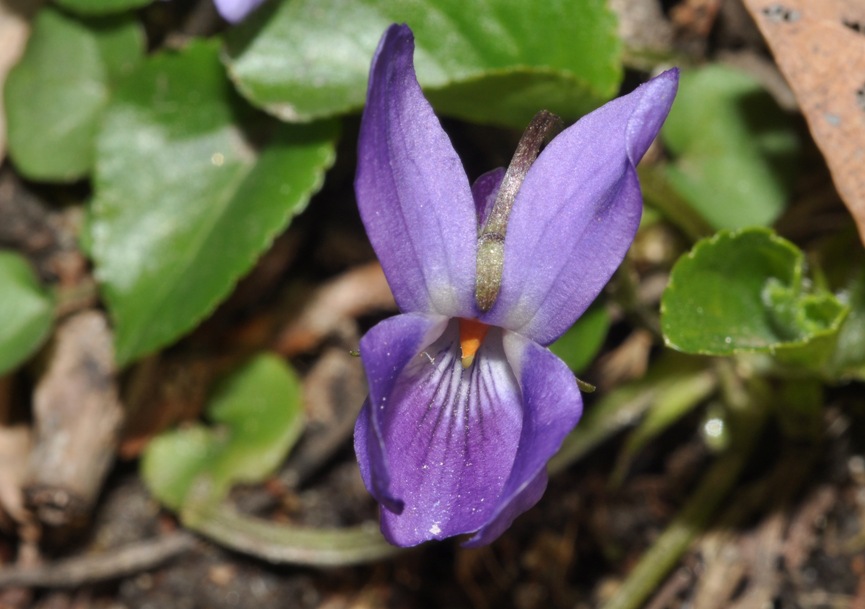 Viola da determinare