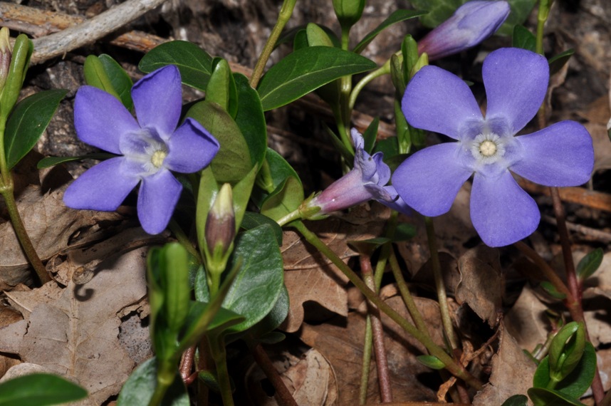 Vinca minor / Pervinca minore