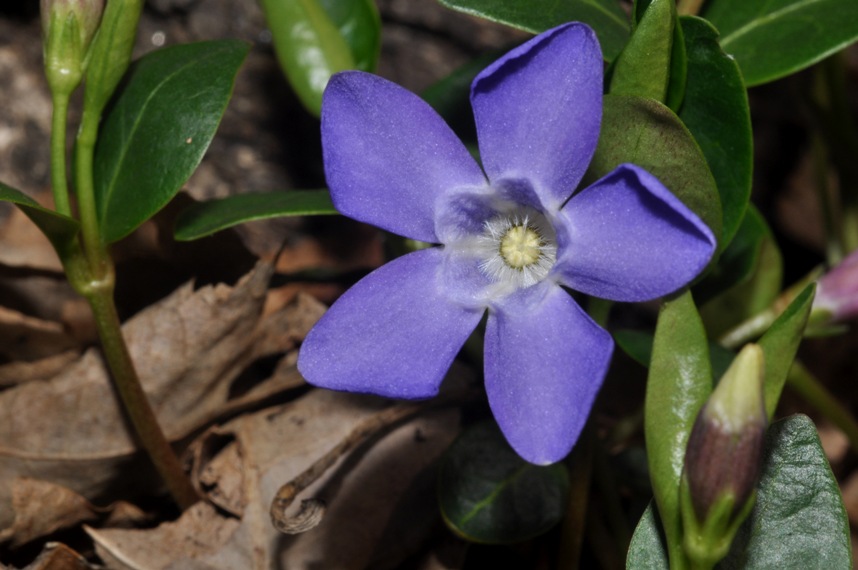 Vinca minor / Pervinca minore