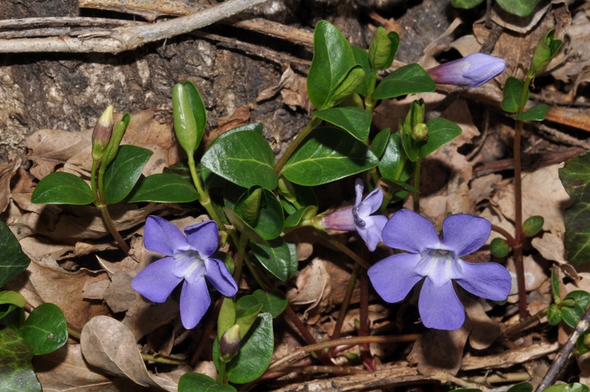 Vinca minor / Pervinca minore