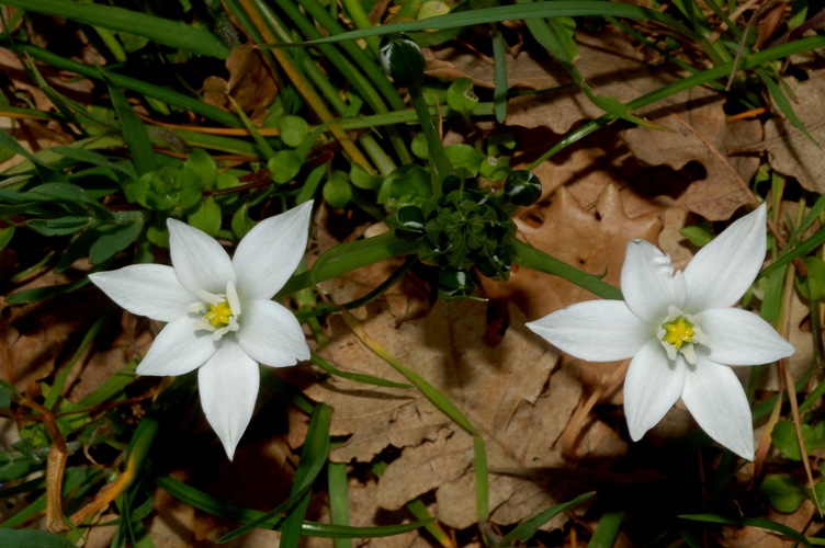 fiori bianchi da determinare - Ornithogalum sp.