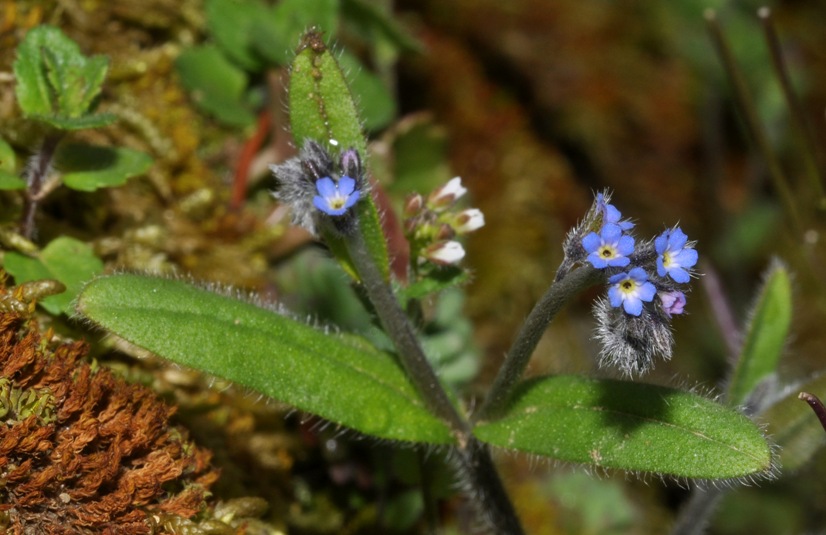 Boraginaceae: Buglossoides? no, Myosotis sp.