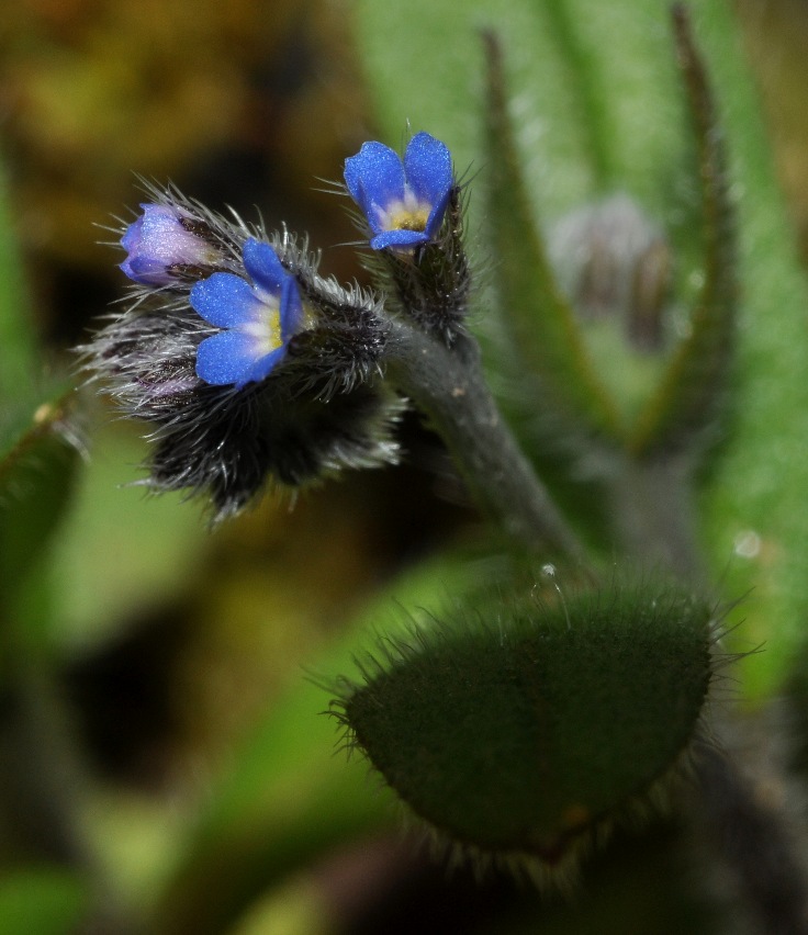 Boraginaceae: Buglossoides? no, Myosotis sp.