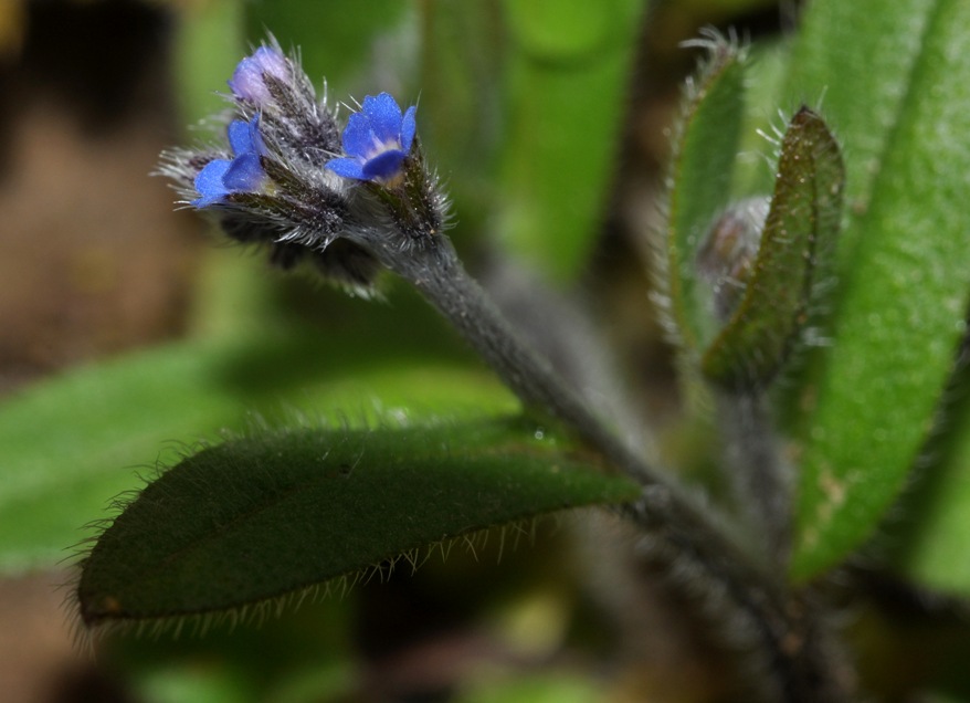 Boraginaceae: Buglossoides? no, Myosotis sp.