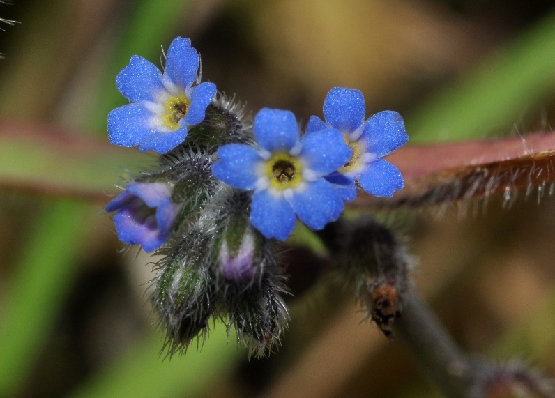 Boraginaceae: Buglossoides? no, Myosotis sp.