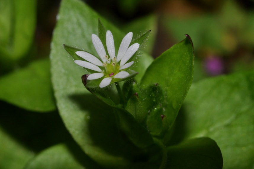 Stellaria media / Centocchio comune