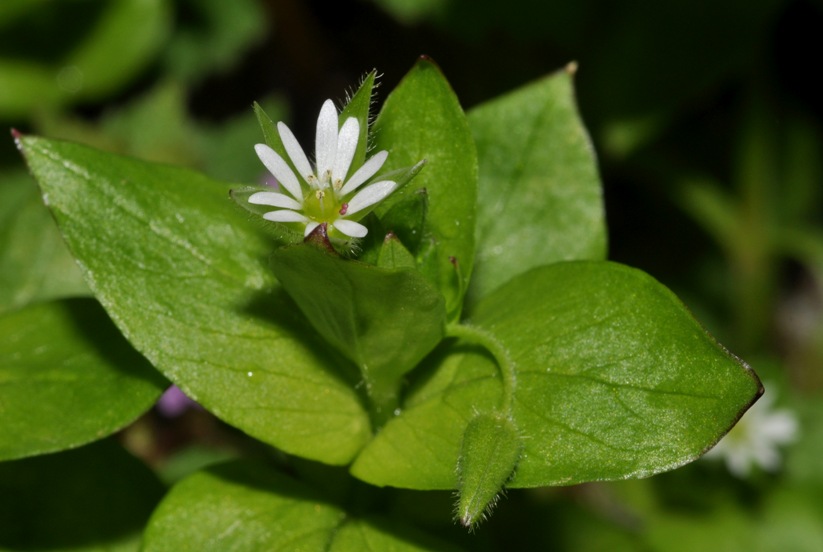 Stellaria media / Centocchio comune