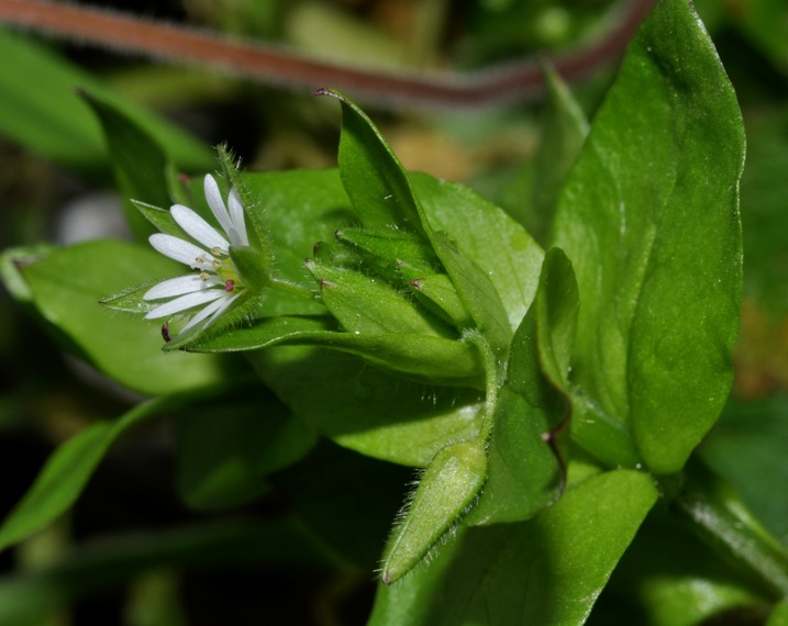 Stellaria media / Centocchio comune