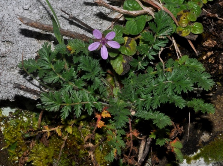 Erodium cicutarium / Becco di Gr comune