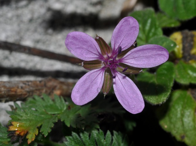 Erodium cicutarium / Becco di Gr comune