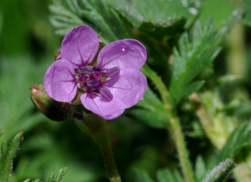 Erodium cicutarium / Becco di Gr comune