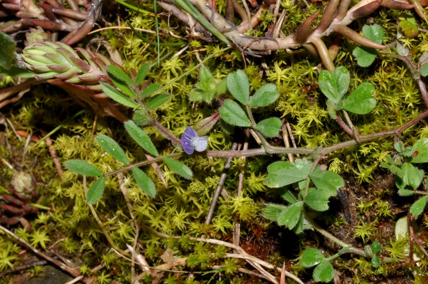 Vicia lathyroides / Veccia serena