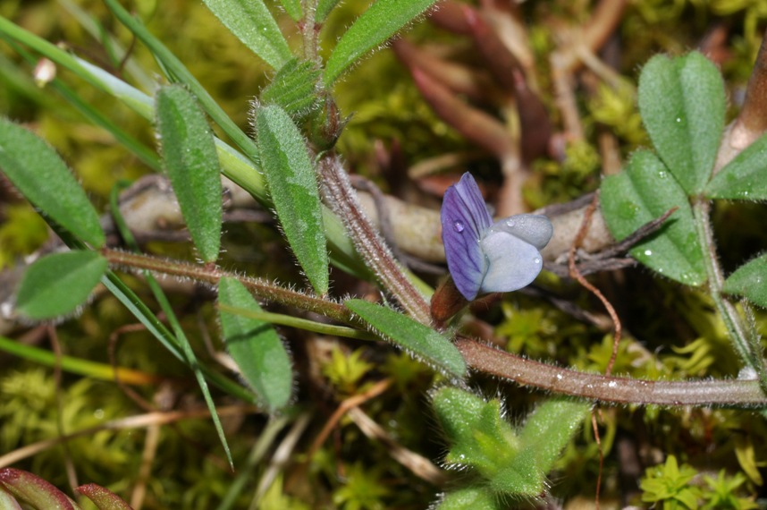 Vicia lathyroides / Veccia serena