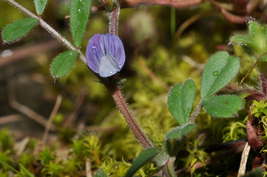 Vicia lathyroides / Veccia serena