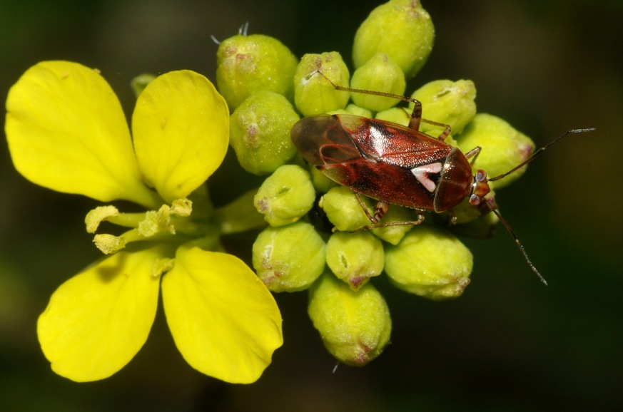 Miridae: Lygus? Lygus cf pratensis