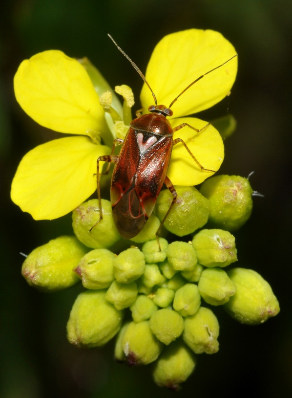 Miridae: Lygus? Lygus cf pratensis