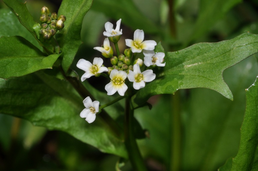 Calepina irregularis