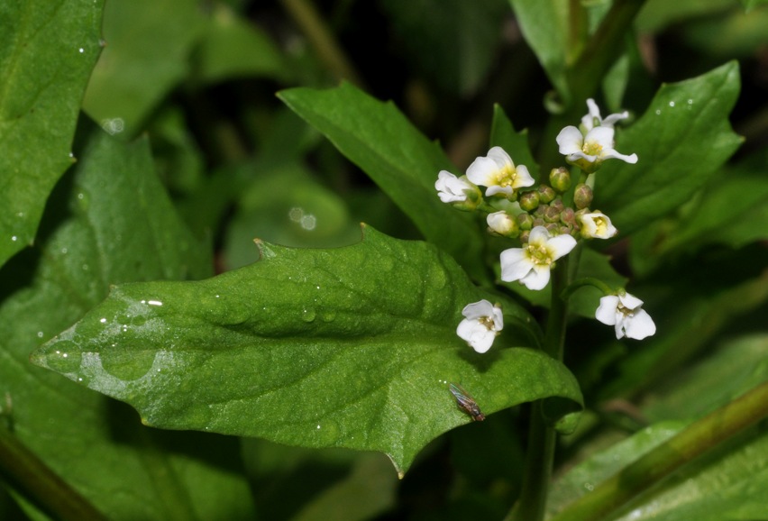 Calepina irregularis