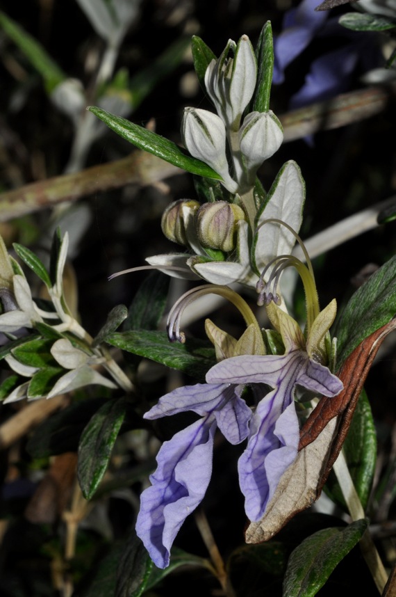 Teucrium fruticans