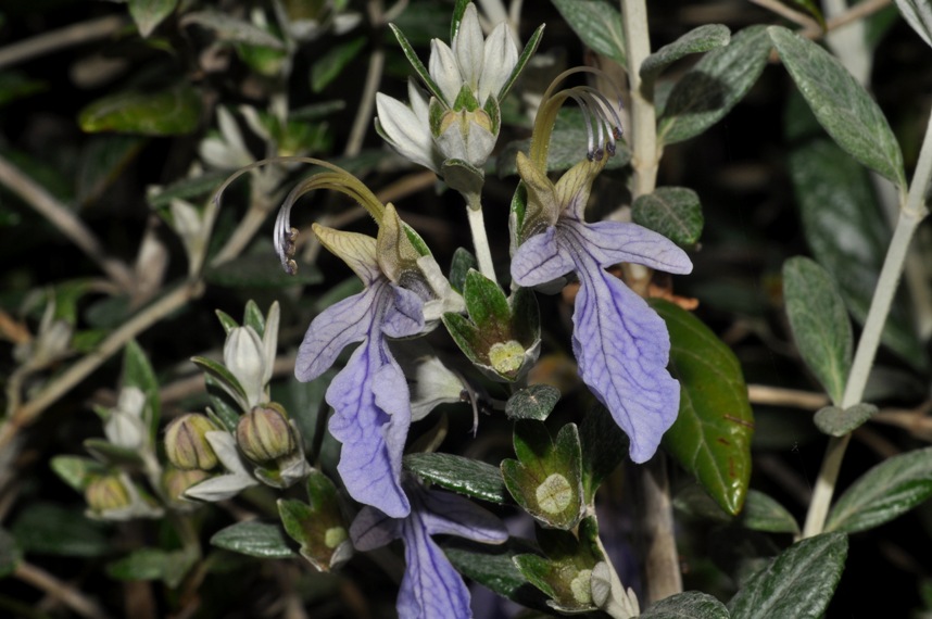 Teucrium fruticans