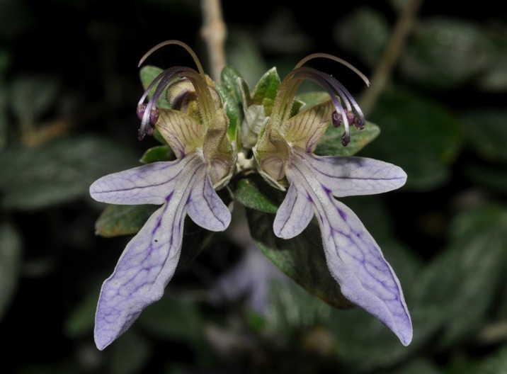 Teucrium fruticans