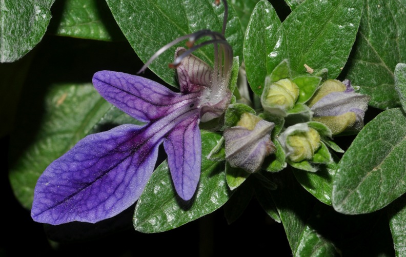 Teucrium fruticans