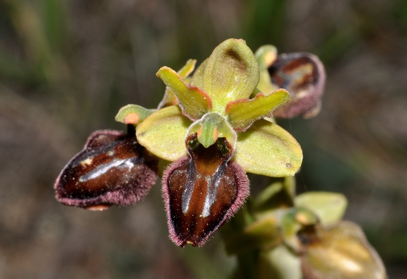 dubbio Ophrys...