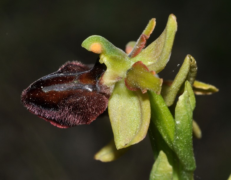 dubbio Ophrys...