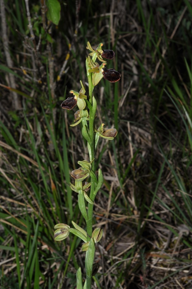 dubbio Ophrys...