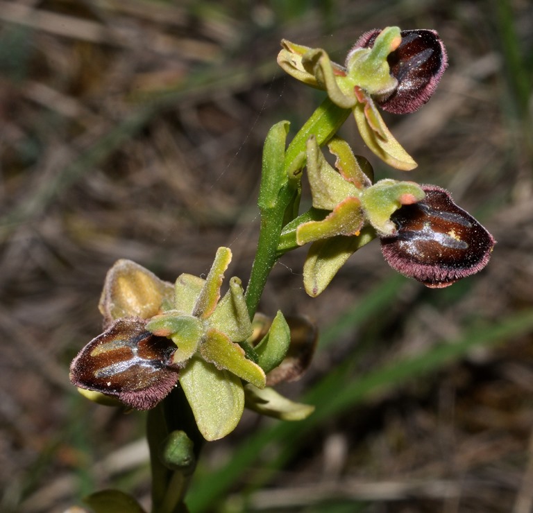 dubbio Ophrys...