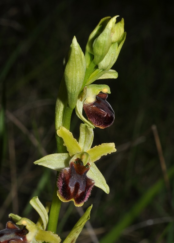 Ophrys da id (2)