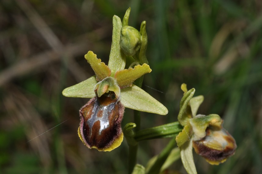 Ophrys da id (3)