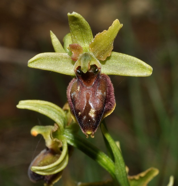 Ophrys da id (4)