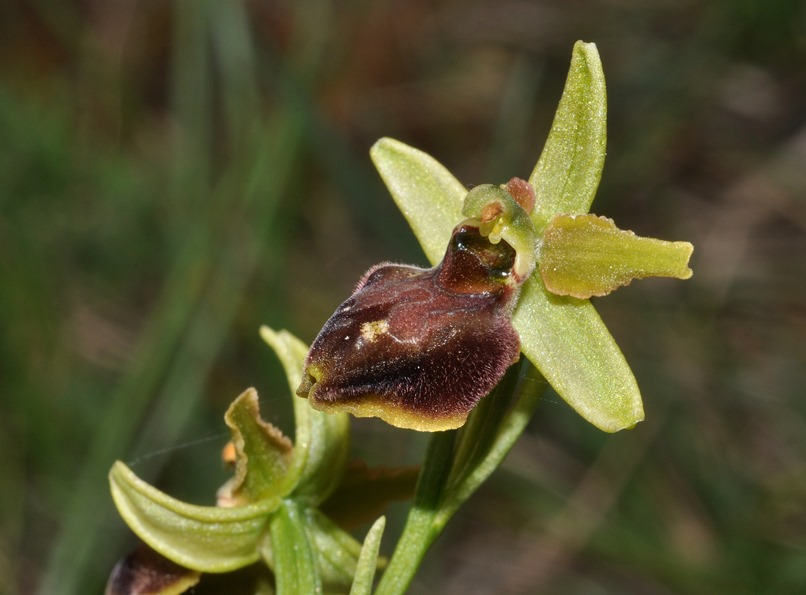 Ophrys da id (4)