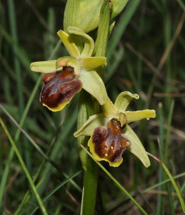 Ophrys da id (2)