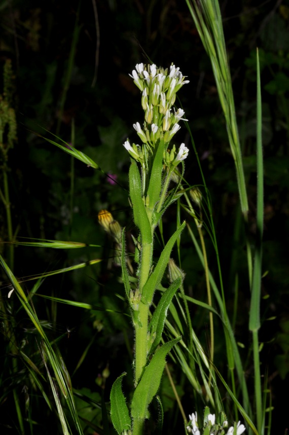 Brassicaceae: Arabis?