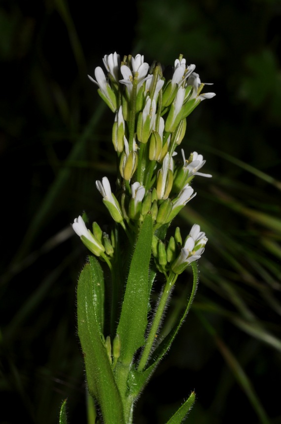 Brassicaceae: Arabis?