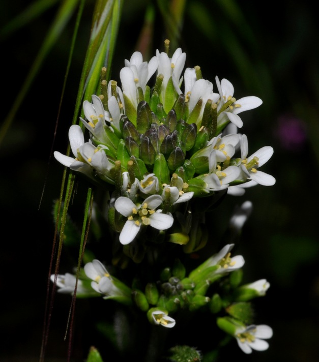 Brassicaceae: Arabis?