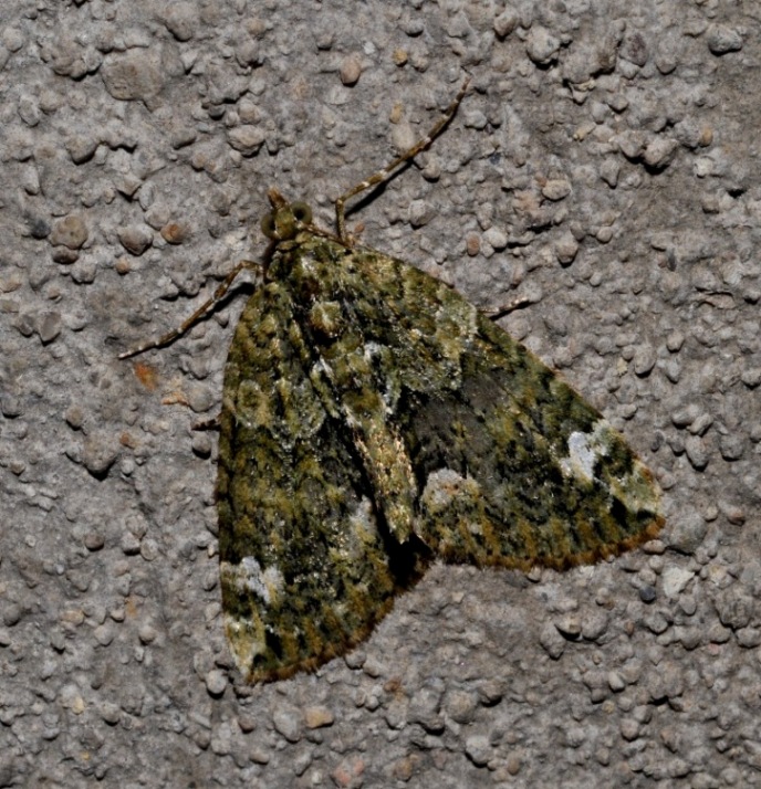 Geometridae da id - Chloroclysta siterata