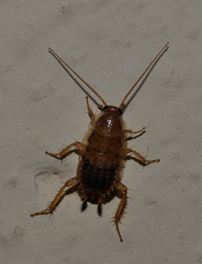 Ectobius cf. pallidus (Olivier, 1789)