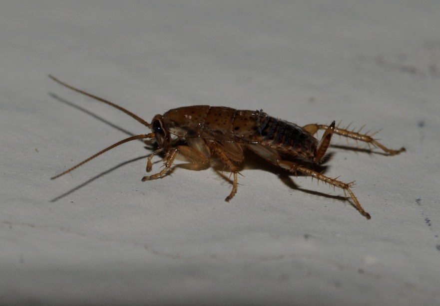 Ectobius cf. pallidus (Olivier, 1789)